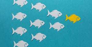 9 paper fish following a fish