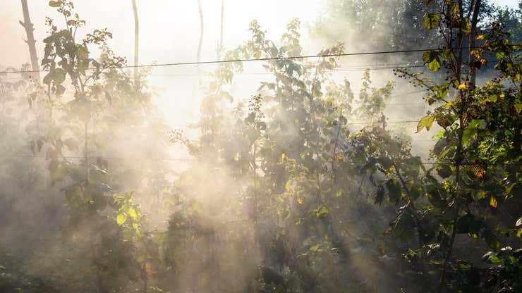 Image for Three Ways to Help Your Garden Recover From Wildfire Smoke